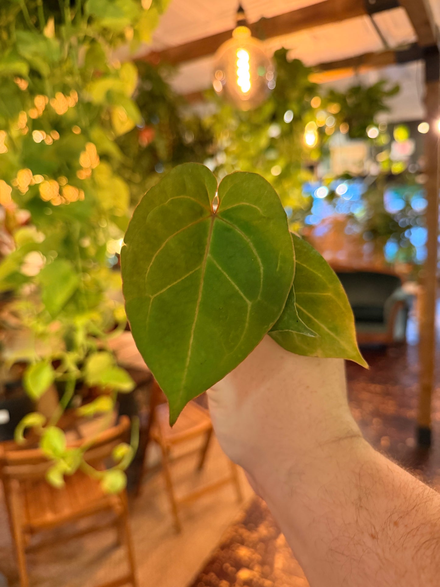 Anthurium King of Spades