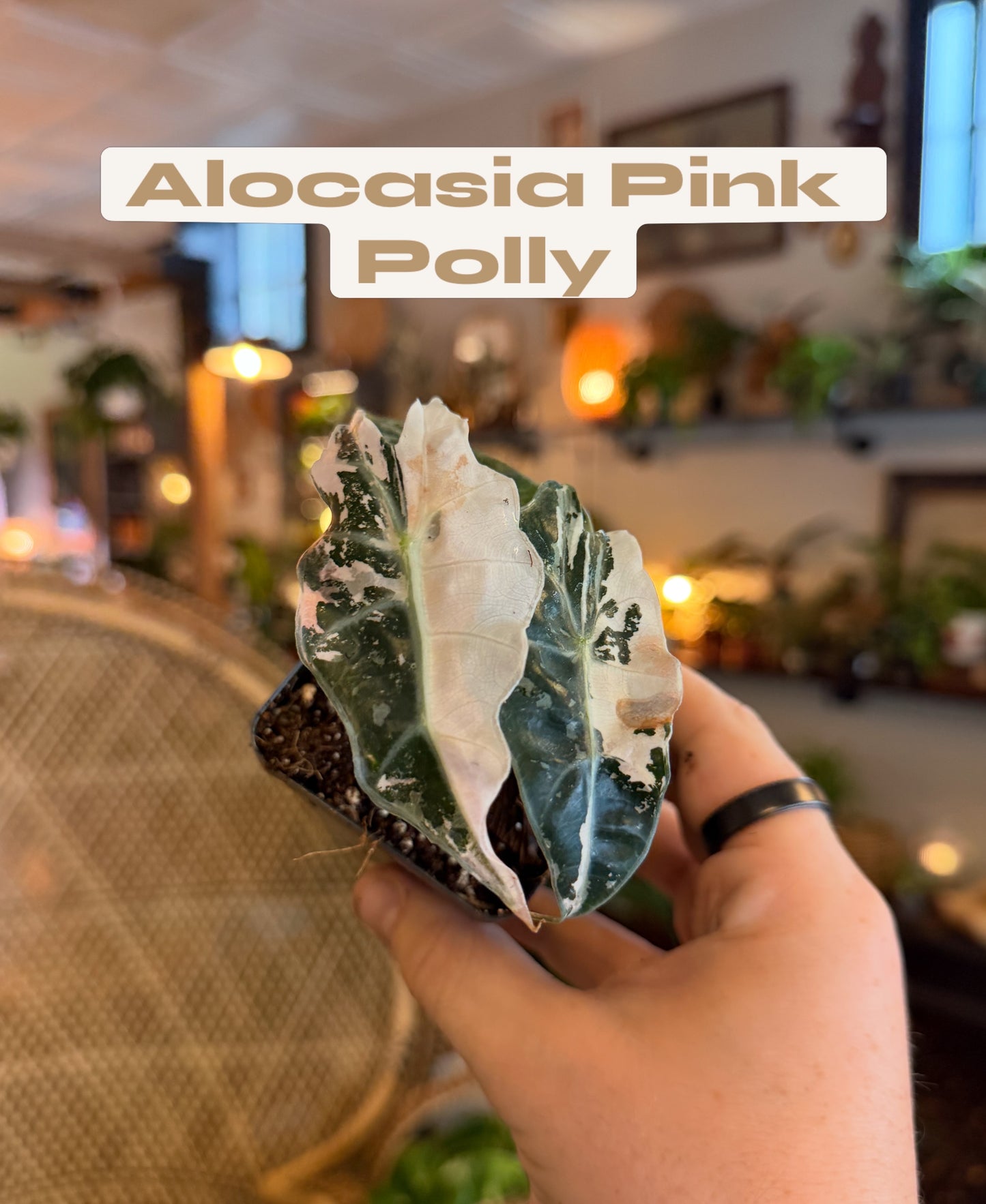 Alocasia Pink Polly