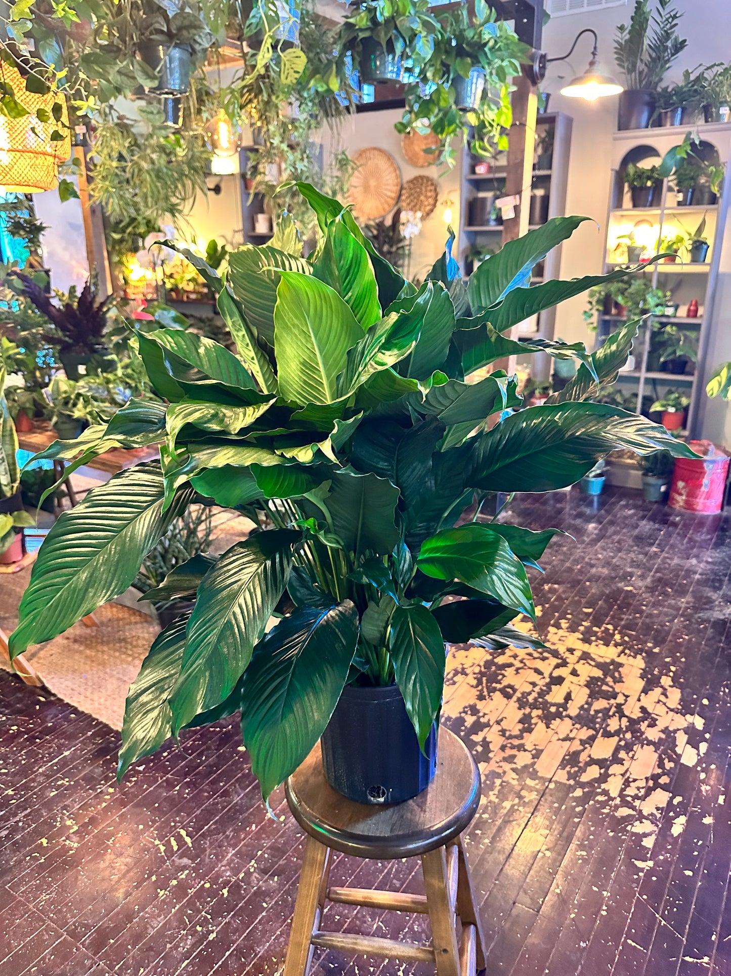 8” Large Peace Lily