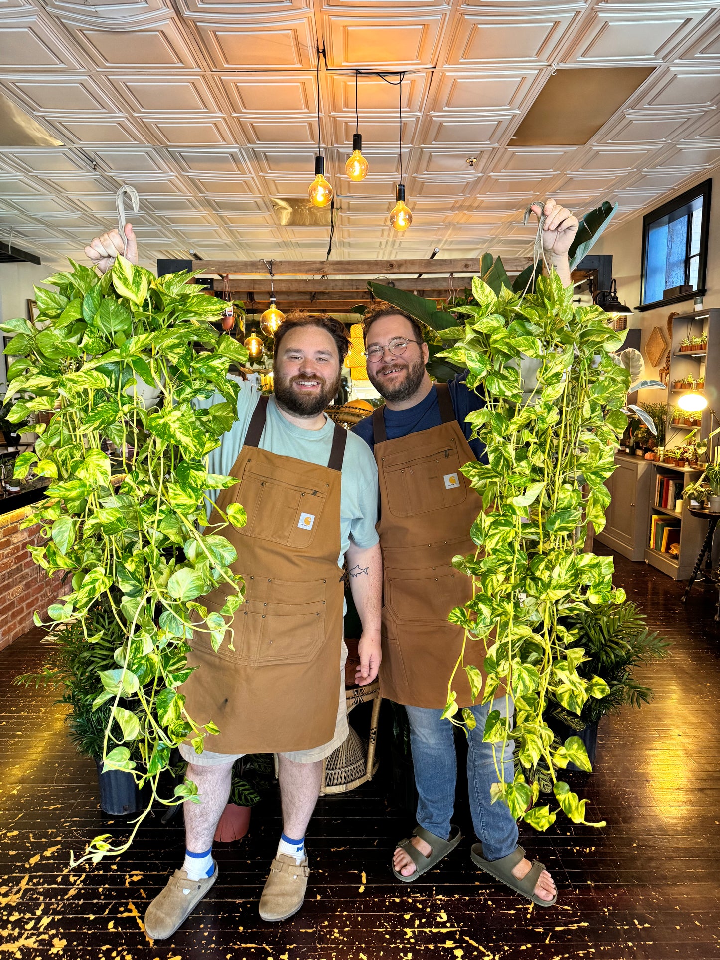 Pothos Churchill Gold
