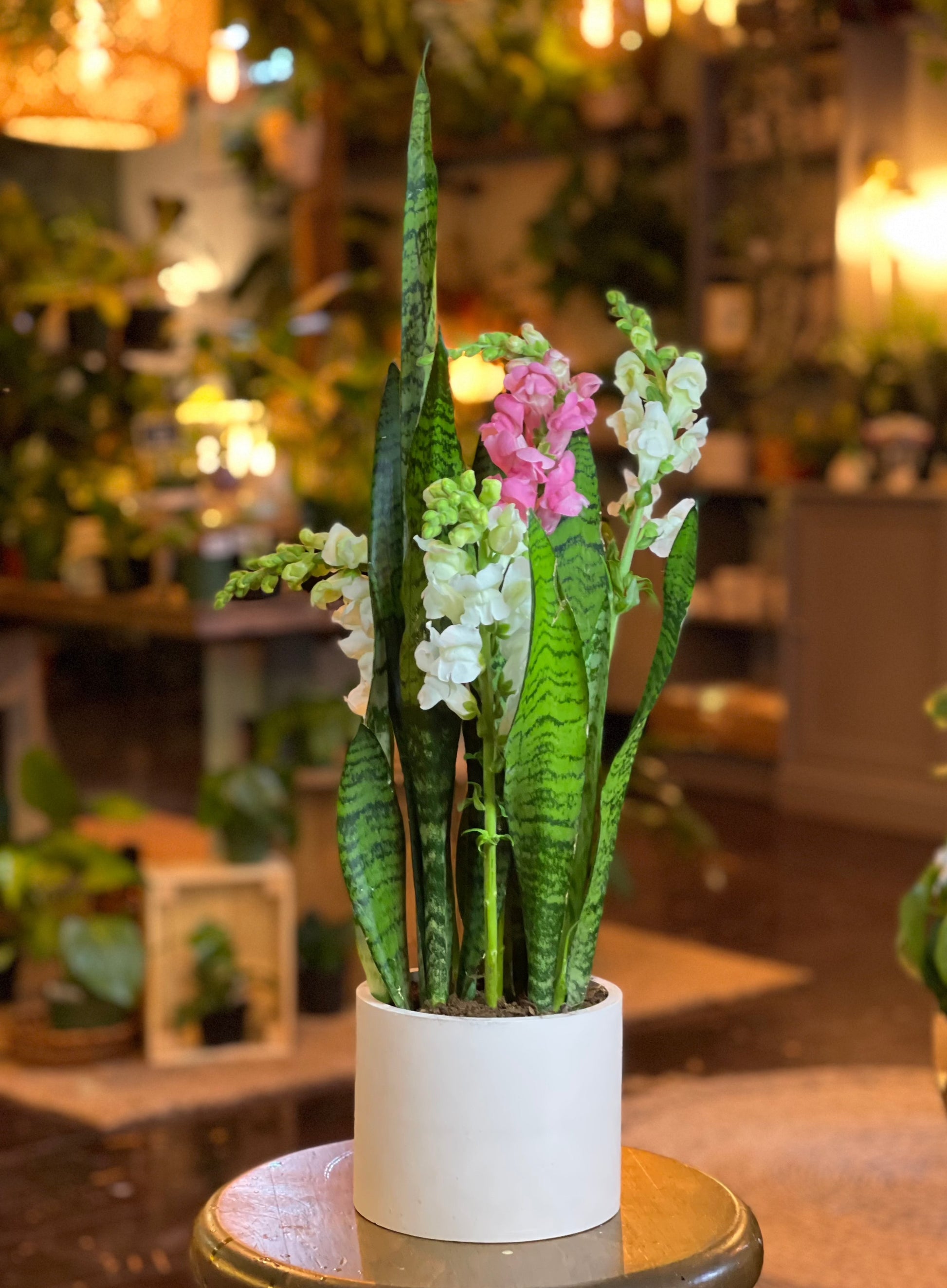 Snake best sale plant flower