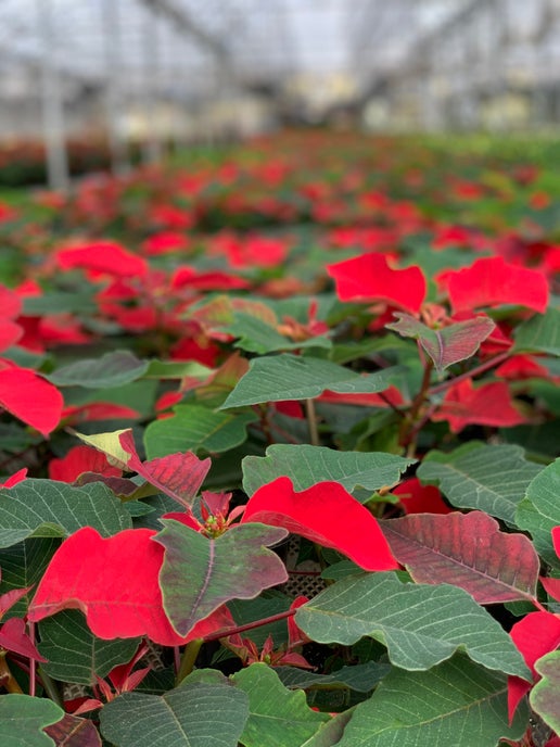 Poinsettia-Gram Pre-Order