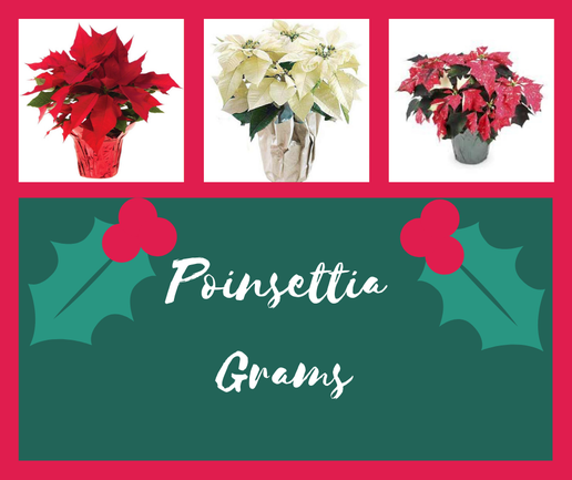 Poinsettia-Gram Pre-Order